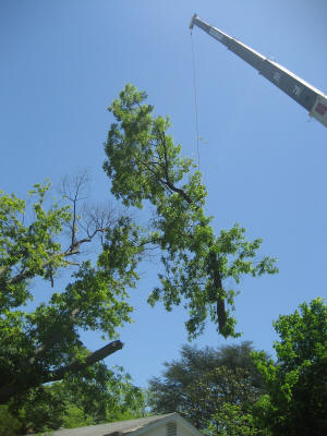 Crane with a piece of Big Red