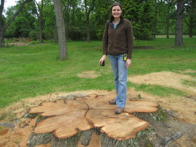 Grace on top of Big Red's stump