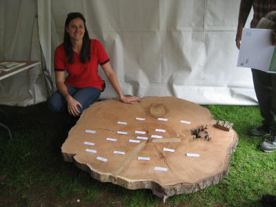 A slab from Big Red's cross-section