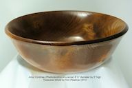 Amur%20Corktree%2010-1-2012