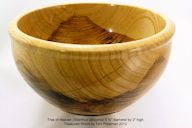 Tree%20of%20Heaven%207-18-2012