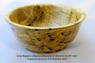 Yulan%20Magnolia%2008-01-2017